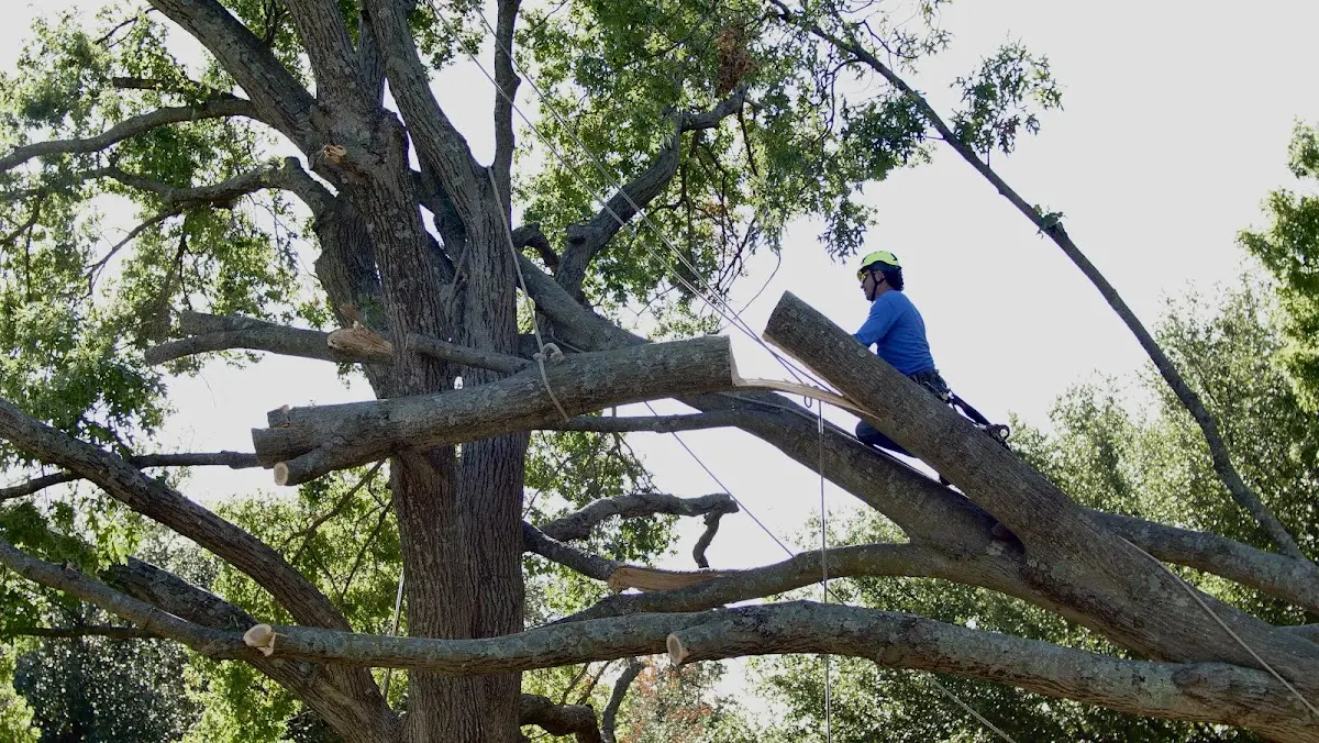 Professional Hazardous Tree Removal performed by certified arborists in Gardiner
